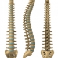 Mobilisation exercise for the spine with Kaltenborn method